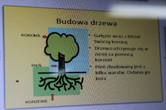 Dzień drzewa